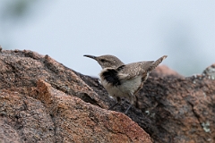 DPPhotography - Texas - Rock wren - E