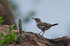 DPPhotography - Texas - Rock wren - F