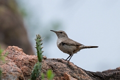 DPPhotography - Texas - Rock wren - G