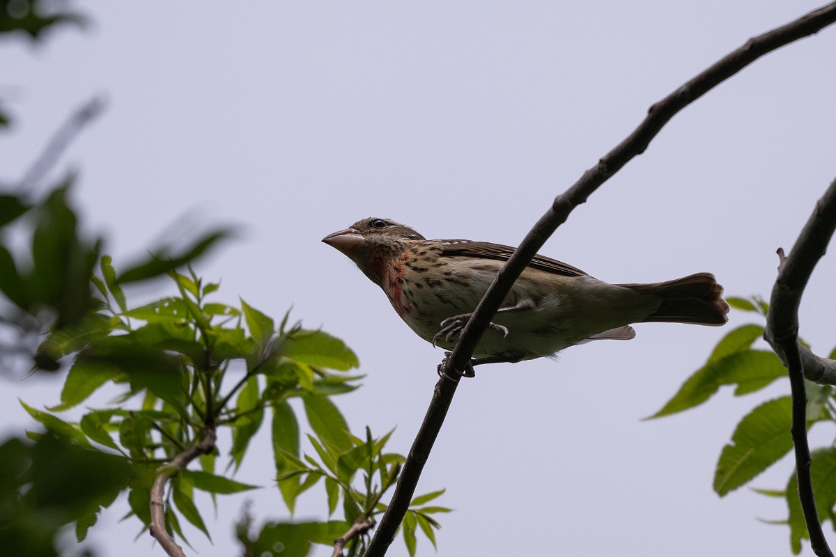 DPPhotography - Texas - Rose-breasted grosbeak - A.jpg - Rose-breasted grosbeak, juvenile male - Smith Oaks, High Island, Texas