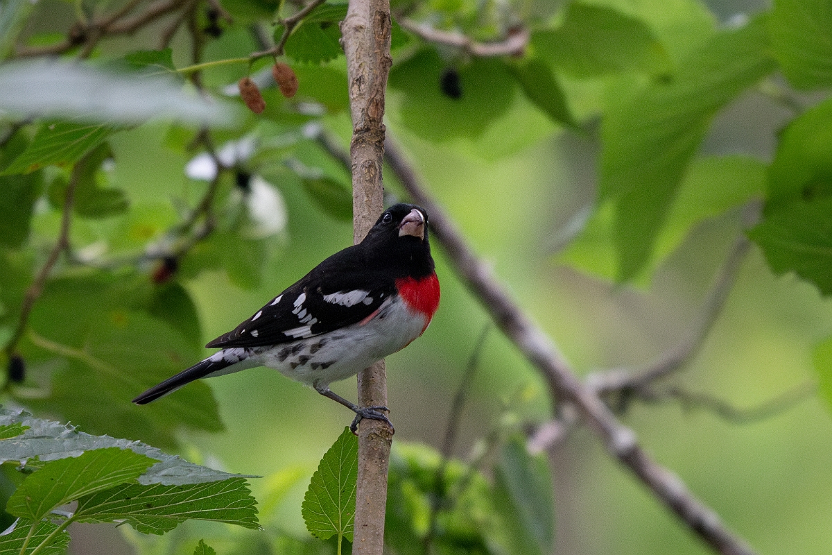 DPPhotography - Texas - Rose-breasted grosbeak - B.jpg - Rose-breasted grosbeak, male - Smith Oaks, High Island, Texas