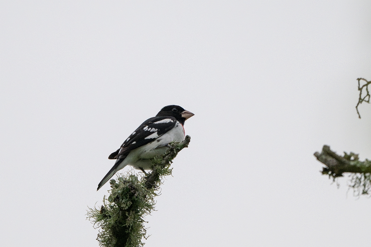 DPPhotography - Texas - Rose-breasted grosbeak - C.jpg - Rose-breasted grosbeak, male - Smith Oaks, High Island, Texas