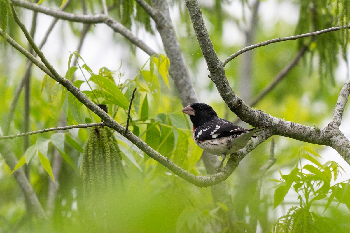 DPPhotography - Texas - Rose-breasted grosbeak - E.jpg - Rose-breasted grosbeak, male - Smith Oaks, High Island, Texas