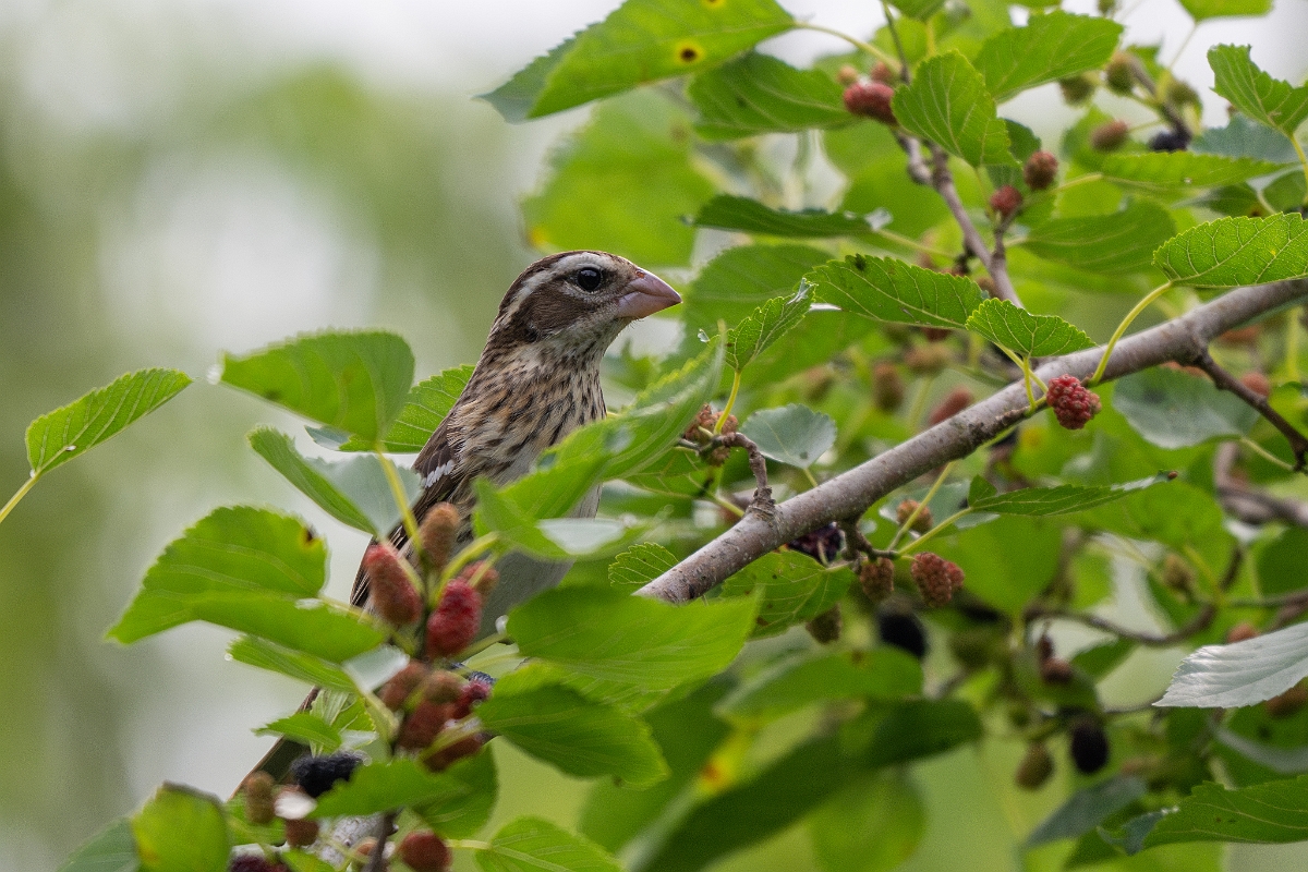 DPPhotography - Texas - Rose-breasted grosbeak - F.jpg - Rose-breasted grosbeak, female - Smith Oaks, High Island, Texas