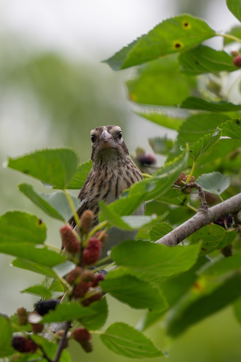 DPPhotography - Texas - Rose-breasted grosbeak - G.jpg - Rose-breasted grosbeak, female - Smith Oaks, High Island, Texas