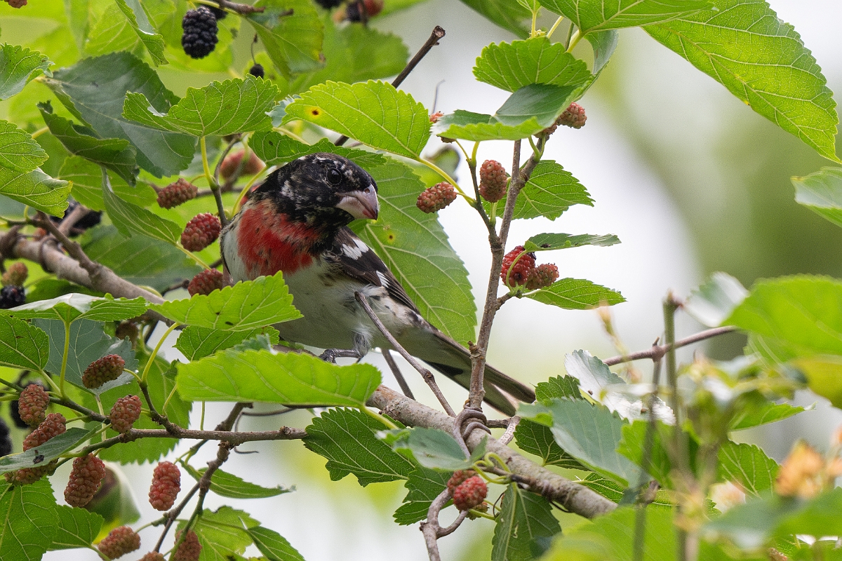 DPPhotography - Texas - Rose-breasted grosbeak - H.jpg - Rose-breasted grosbeak, male - Smith Oaks, High Island, Texas