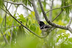 DPPhotography - Texas - Rose-breasted grosbeak - E