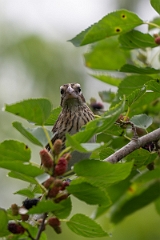 DPPhotography - Texas - Rose-breasted grosbeak - G