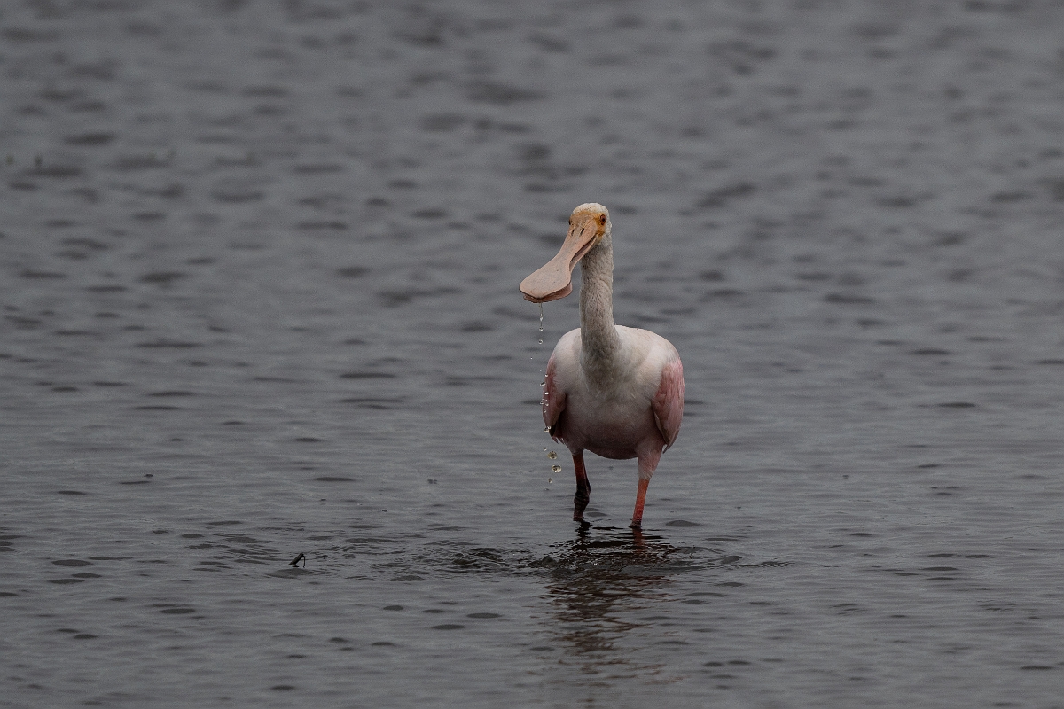 DPPhotography - Texas - Roseate spoonbill - A.jpg - Roseate spoonbill, juvenile - Anahuac NWR, Texas
