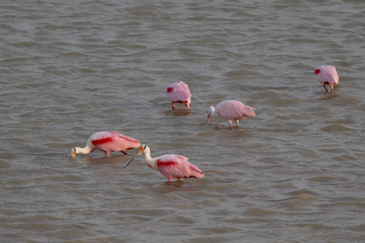 DPPhotography - Texas - Roseate spoonbill - E.jpg - Roseate spoonbill - Estero Llano Grande State Park, Texas