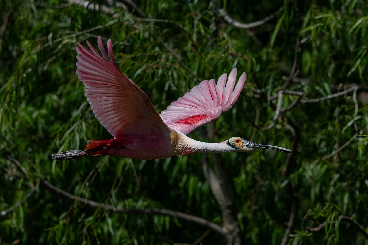 DPPhotography - Texas - Roseate spoonbill - F.jpg - Roseate spoonbill - Smith Oaks, High Island, Texas