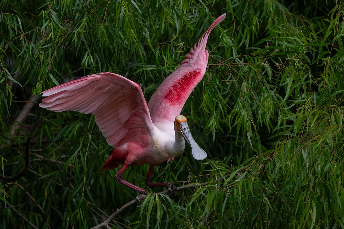 DPPhotography - Texas - Roseate spoonbill - H.jpg - Roseate spoonbill - Smith Oaks, High Island, Texas