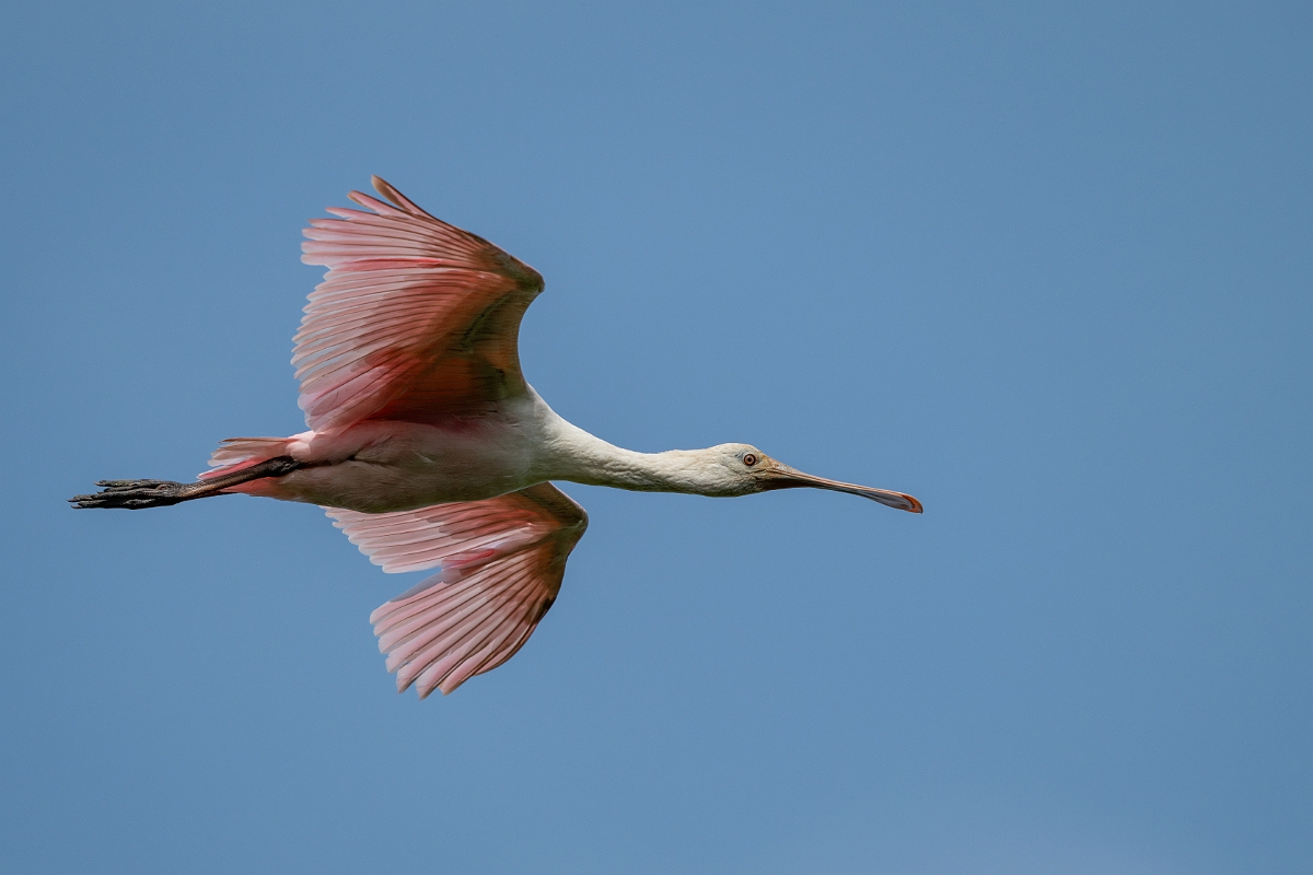 DPPhotography - Texas - Roseate spoonbill - L.jpg - Roseate spoonbill, juvenile - Smith Oaks, High Island, Texas