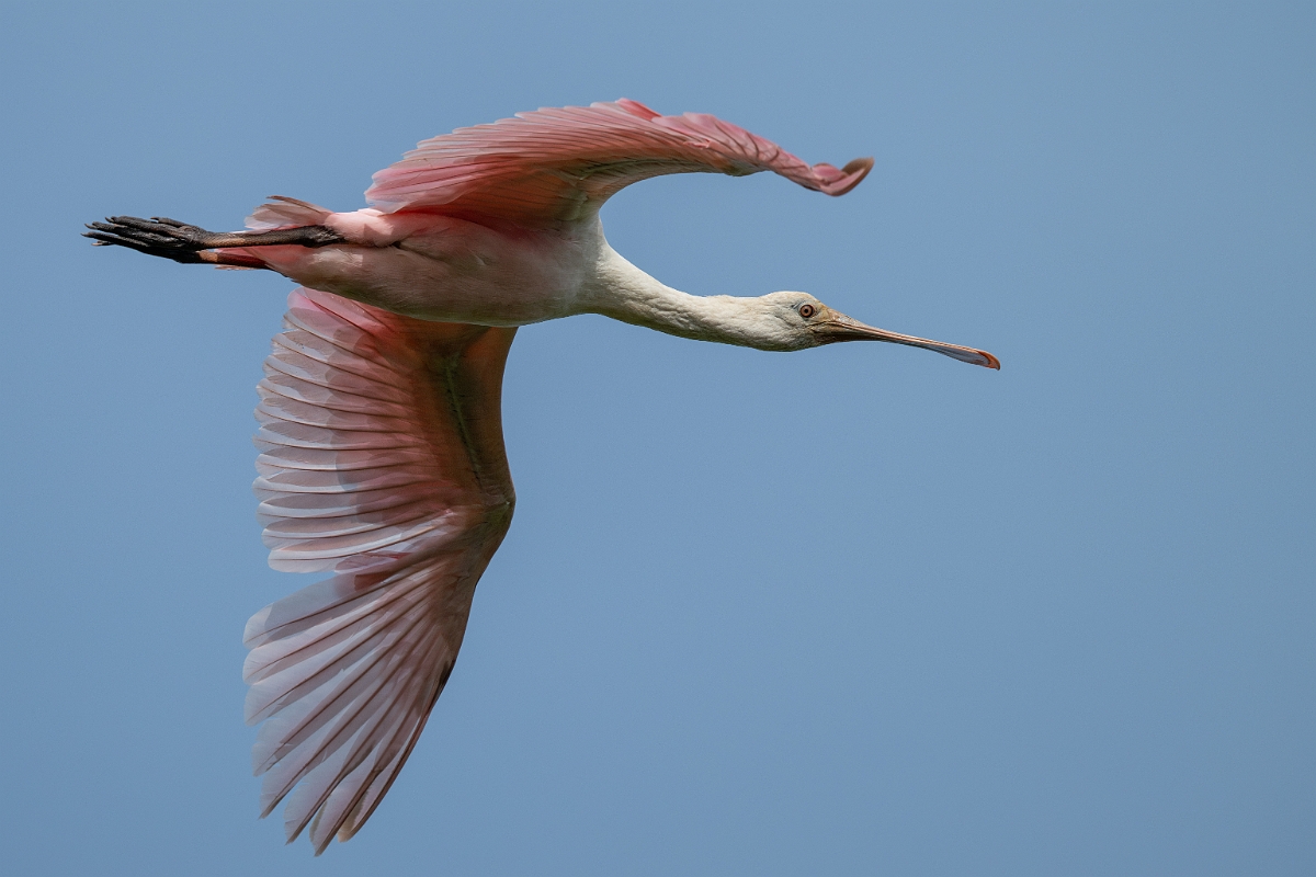 DPPhotography - Texas - Roseate spoonbill - M.jpg - Roseate spoonbill, juvenile - Smith Oaks, High Island, Texas