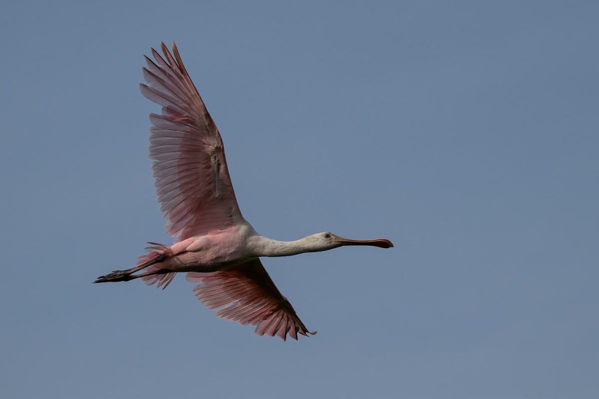 DPPhotography - Texas - Roseate spoonbill - N.jpg - Roseate spoonbill, juvenile - Smith Oaks, High Island, Texas