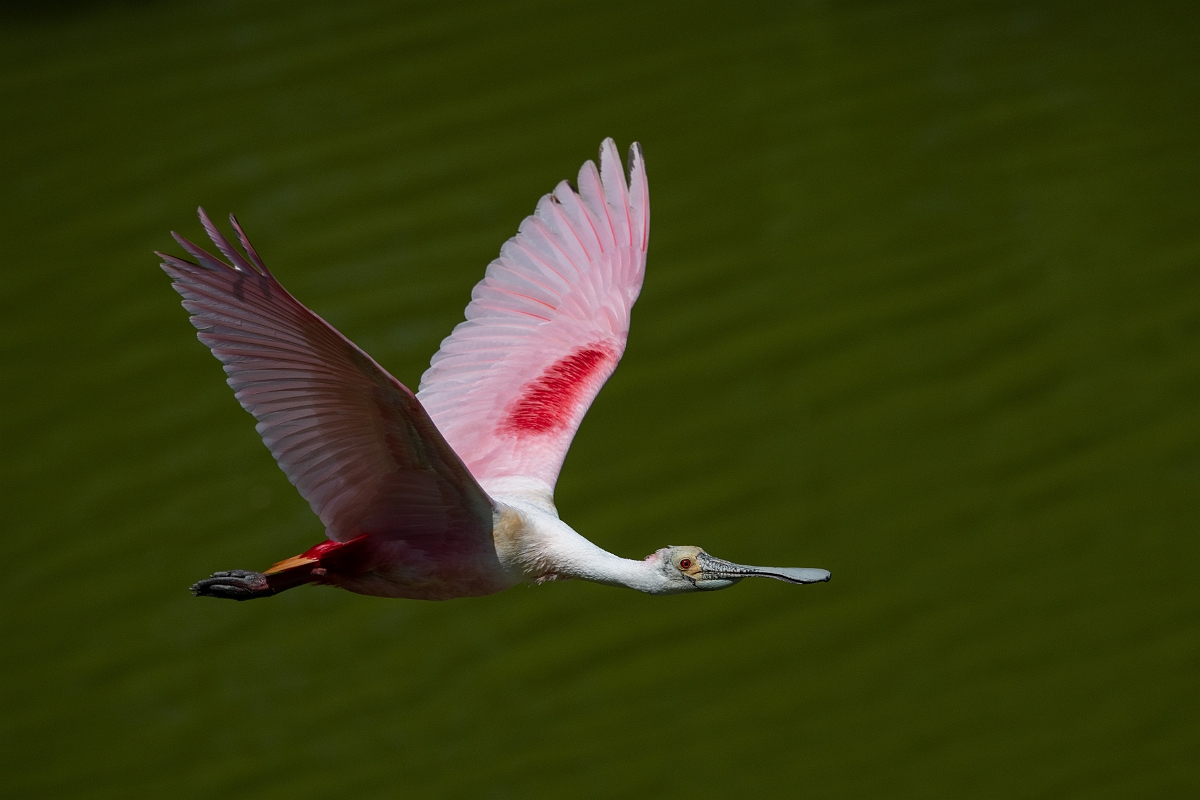 DPPhotography - Texas - Roseate spoonbill - O.jpg - Roseate spoonbill - Smith Oaks, High Island, Texas
