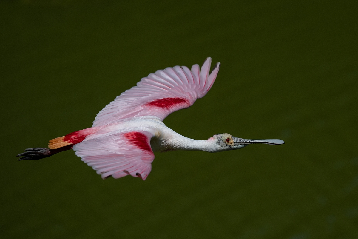 DPPhotography - Texas - Roseate spoonbill - P.jpg - Roseate spoonbill - Smith Oaks, High Island, Texas