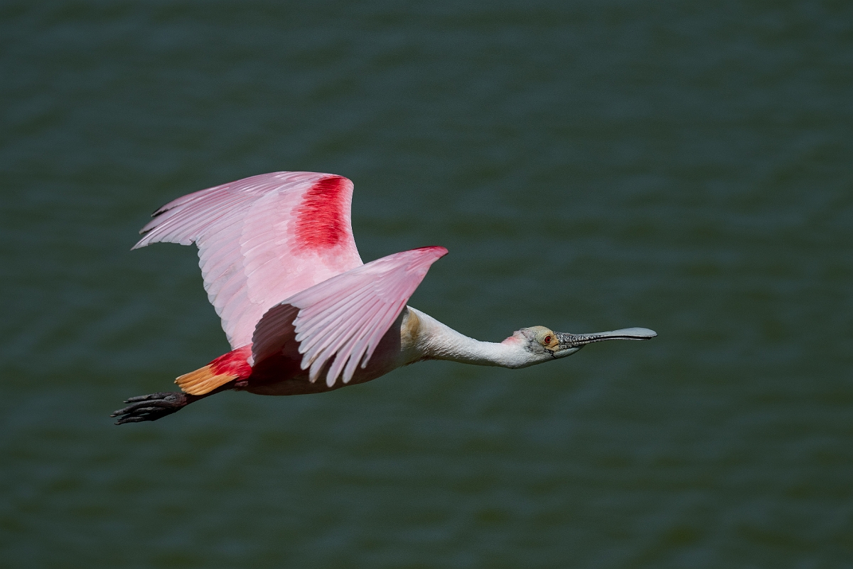 DPPhotography - Texas - Roseate spoonbill - Q.jpg - Roseate spoonbill - Smith Oaks, High Island, Texas