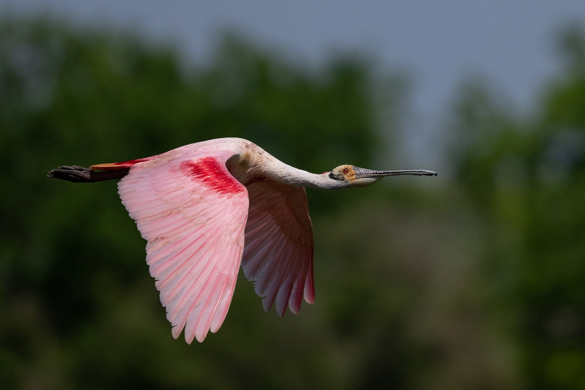 DPPhotography - Texas - Roseate spoonbill - R.jpg - Roseate spoonbill - Smith Oaks, High Island, Texas
