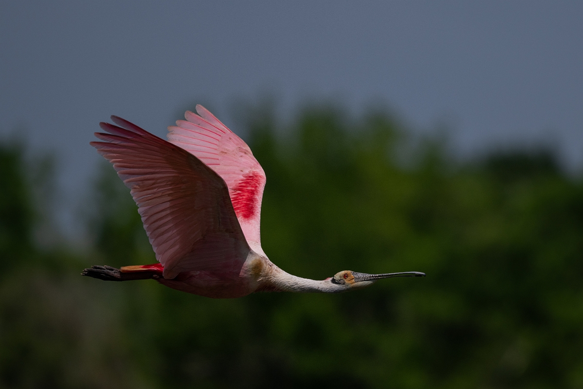 DPPhotography - Texas - Roseate spoonbill - S.jpg - Roseate spoonbill - Smith Oaks, High Island, Texas