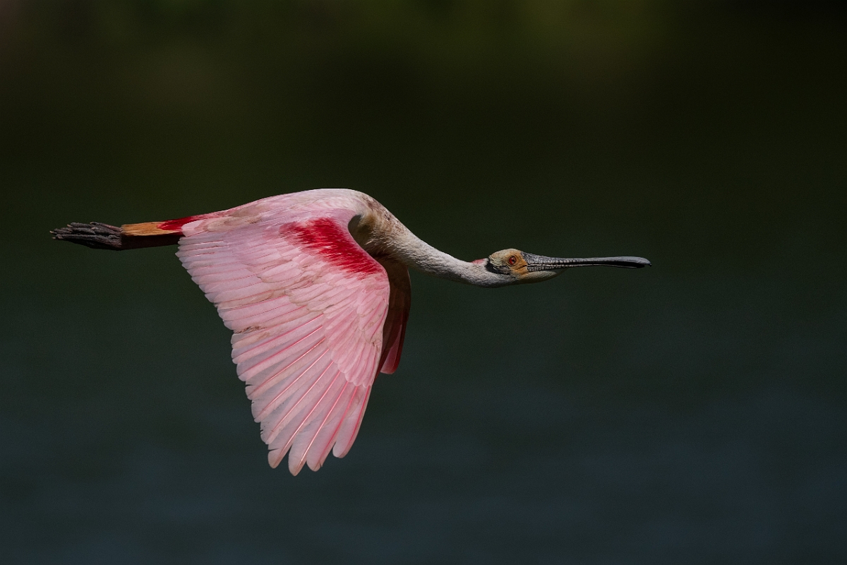 DPPhotography - Texas - Roseate spoonbill - T.jpg - Roseate spoonbill - Smith Oaks, High Island, Texas