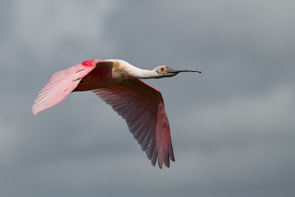 DPPhotography - Texas - Roseate spoonbill - U.jpg - Roseate spoonbill - Smith Oaks, High Island, Texas