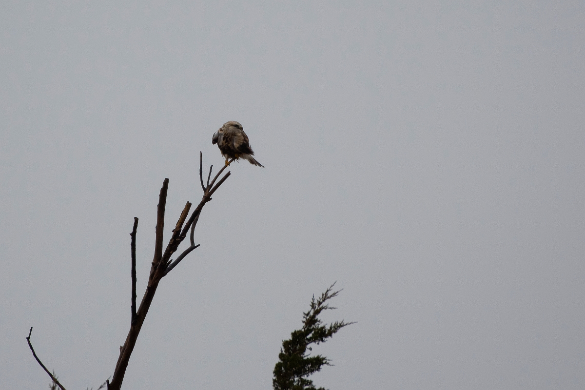 David Plant Photography - Wildlife Photography - Rough-legged buzzard - A.jpg - Rough-legged buzzard - Plum Island, MA