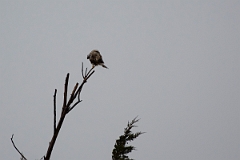 David Plant Photography - Wildlife Photography - Rough-legged buzzard - A