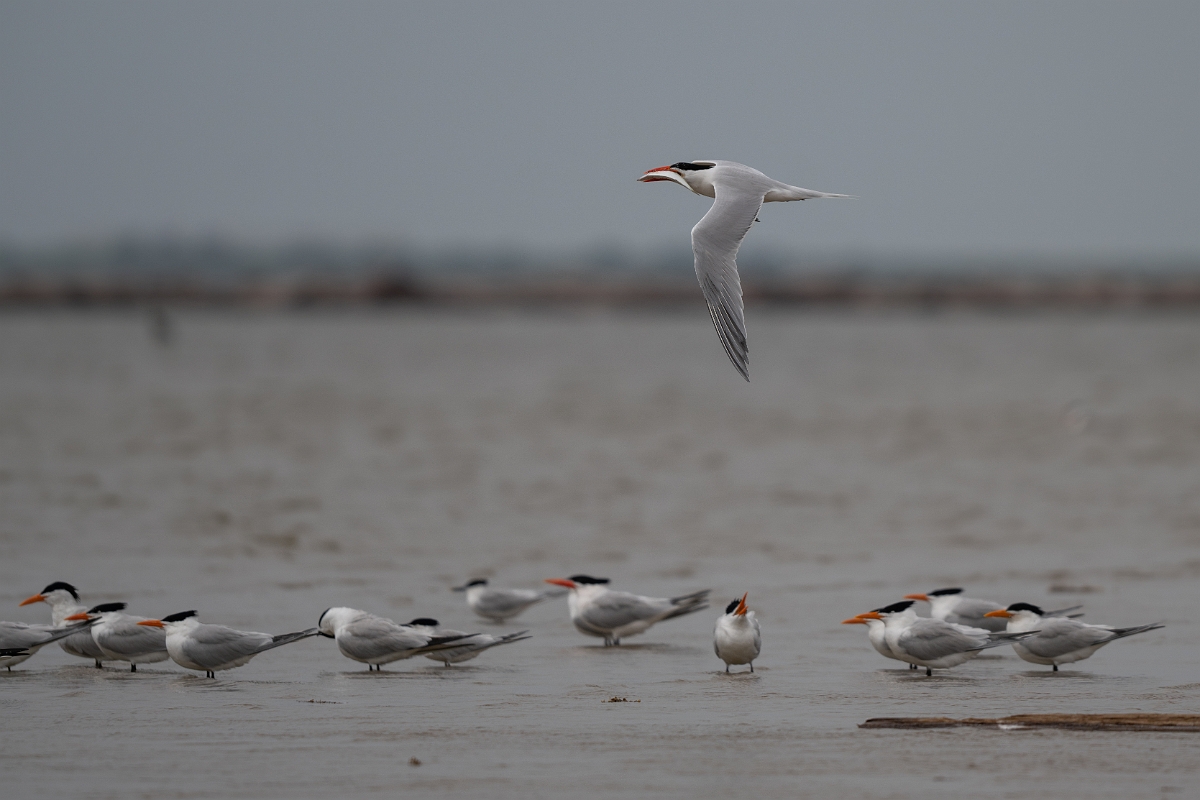 DPPhotography - Texas - Royal tern - A.jpg - Royal tern - Bolivar Flats, Bolivar Peninsula, Texas