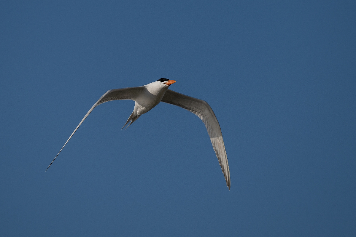 DPPhotography - Texas - Royal tern - AC.jpg - Royal tern - Rollover Pass, Bolivar Peninsula, Texas