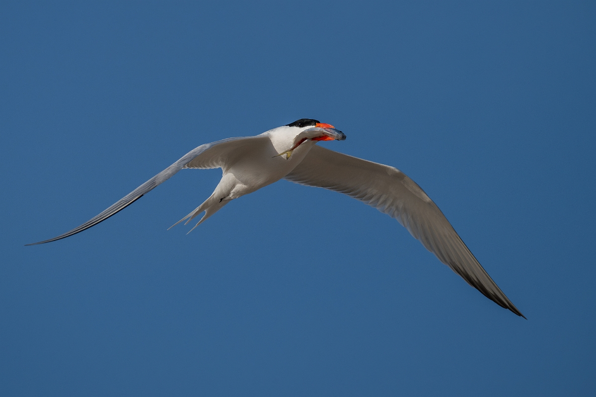 DPPhotography - Texas - Royal tern - AE.jpg - Royal tern - Rollover Pass, Bolivar Peninsula, Texas