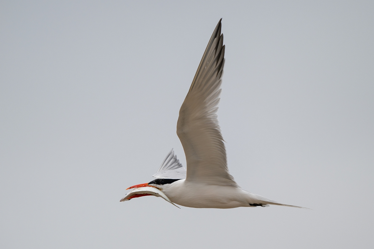 DPPhotography - Texas - Royal tern - B.jpg - Royal tern - Bolivar Flats, Bolivar Peninsula, Texas
