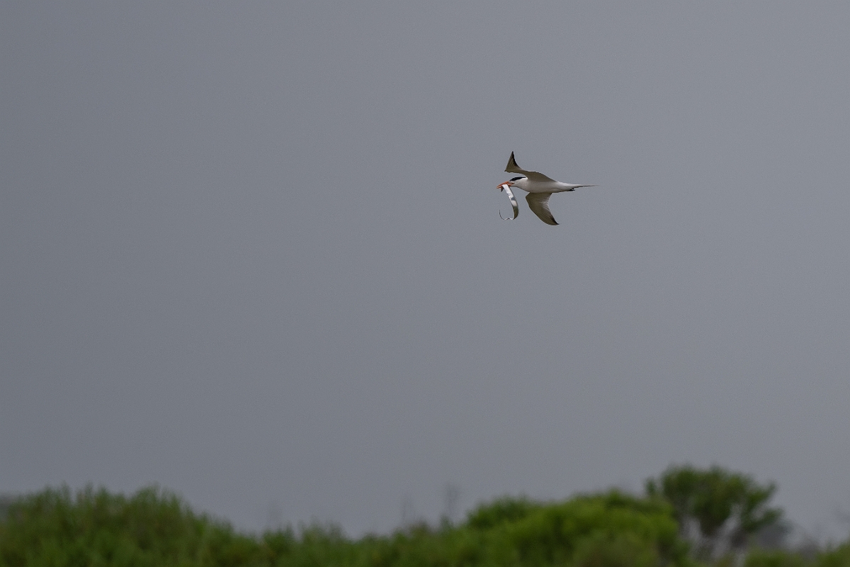DPPhotography - Texas - Royal tern - E.jpg - Royal tern - Bolivar Flats, Bolivar Peninsula, Texas