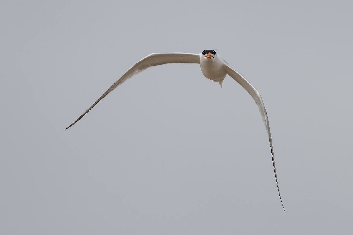 DPPhotography - Texas - Royal tern - G.jpg - Royal tern - Bolivar Flats, Bolivar Peninsula, Texas