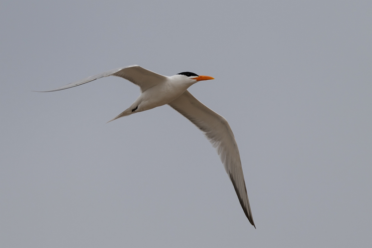 DPPhotography - Texas - Royal tern - H.jpg - Royal tern - Bolivar Flats, Bolivar Peninsula, Texas
