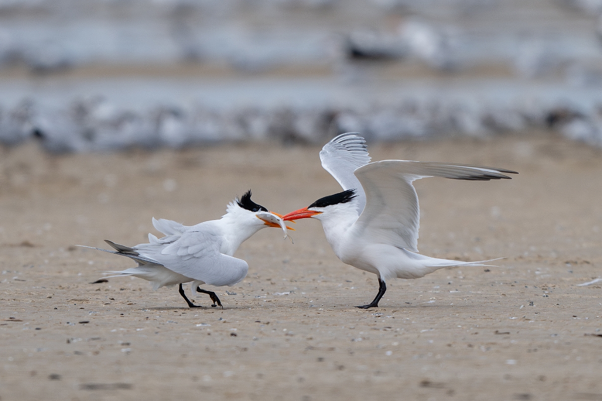 DPPhotography - Texas - Royal tern - I.jpg - Royal tern - Bolivar Flats, Bolivar Peninsula, Texas