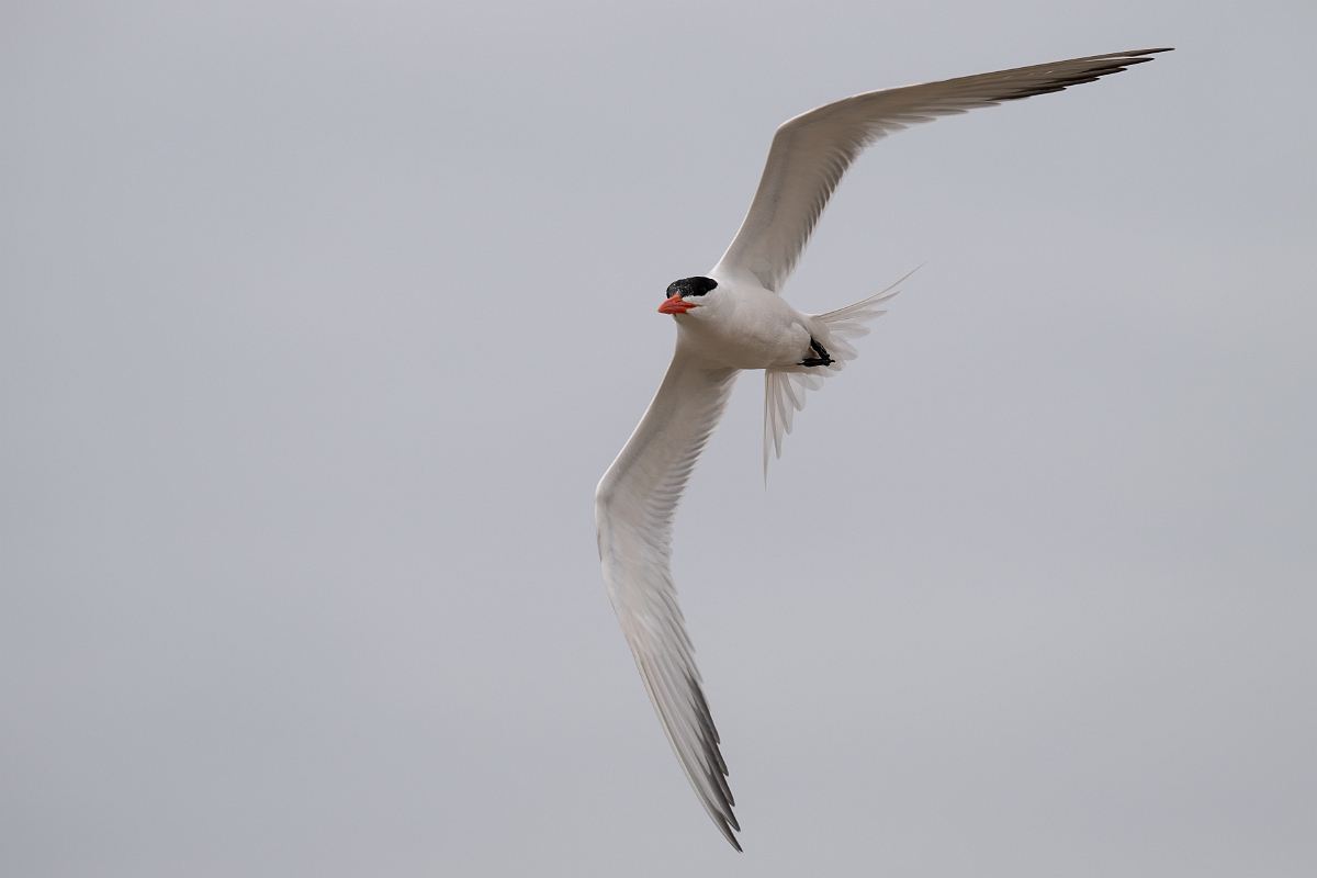 DPPhotography - Texas - Royal tern - L.jpg - Royal tern - Bolivar Flats, Bolivar Peninsula, Texas