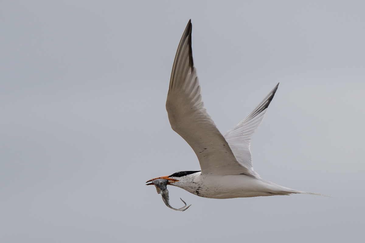 DPPhotography - Texas - Royal tern - N.jpg - Royal tern - Bolivar Flats, Bolivar Peninsula, Texas