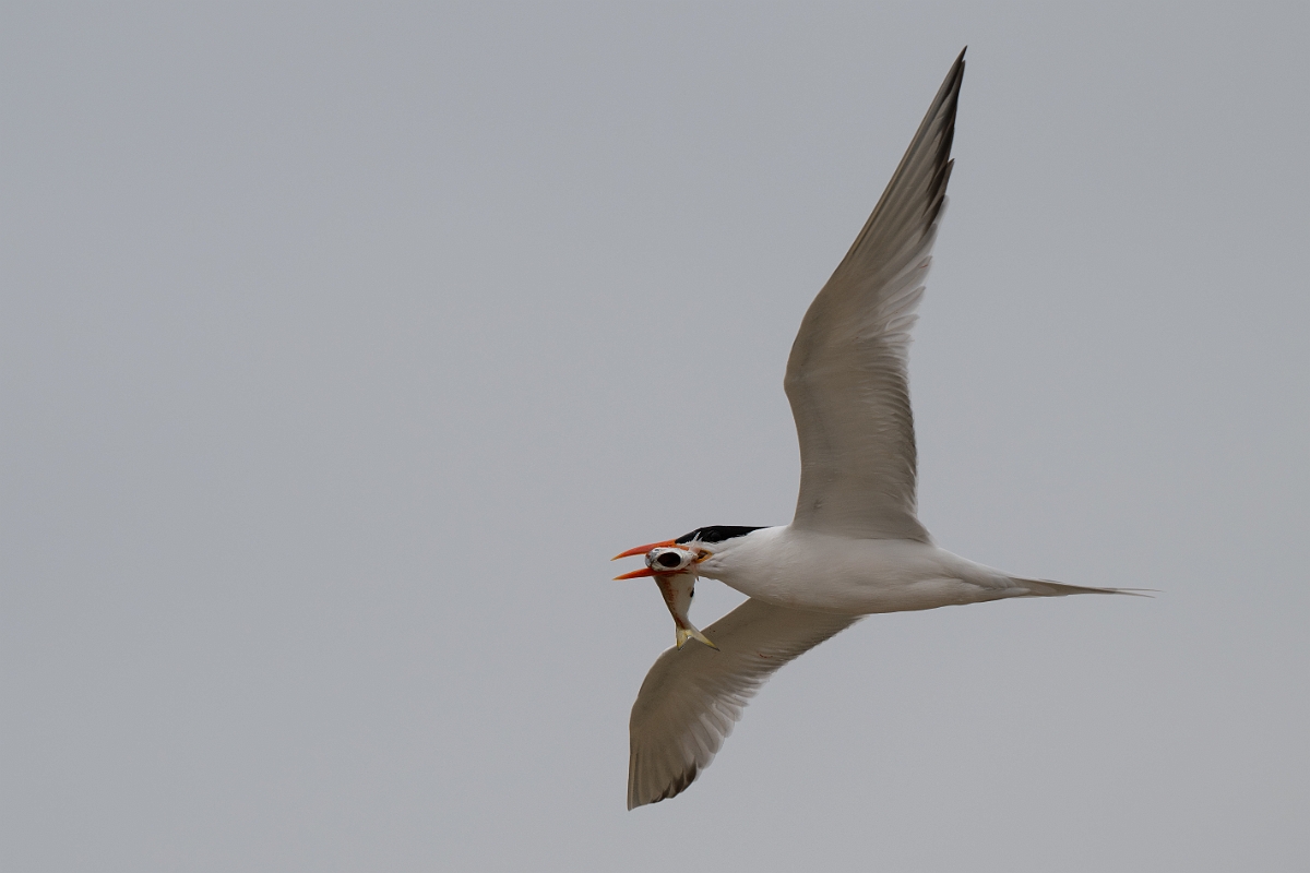 DPPhotography - Texas - Royal tern - P.jpg - Royal tern - Bolivar Flats, Bolivar Peninsula, Texas