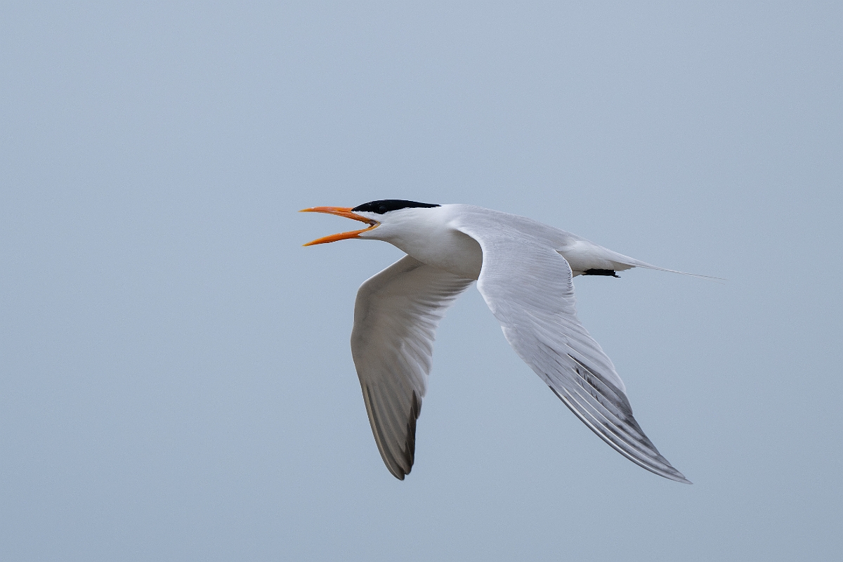 DPPhotography - Texas - Royal tern - Q.jpg - Royal tern - Bolivar Flats, Bolivar Peninsula, Texas