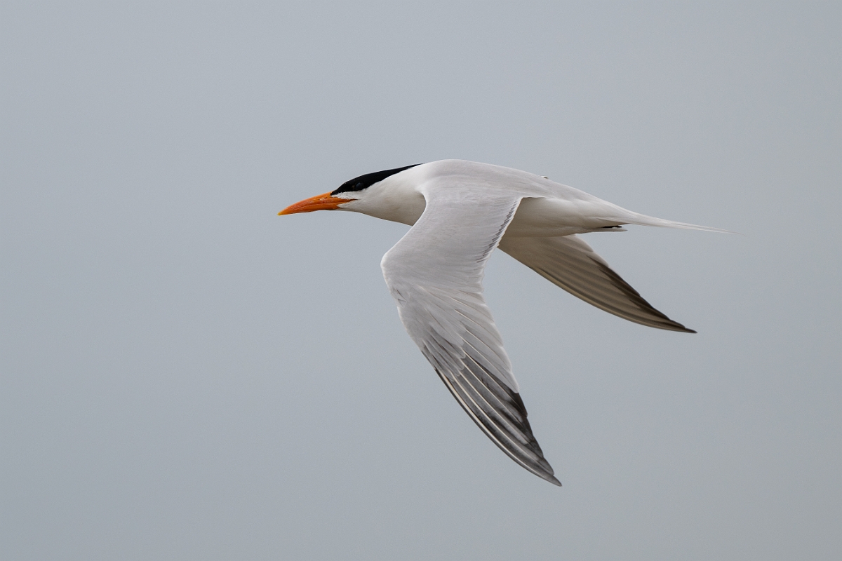 DPPhotography - Texas - Royal tern - S.jpg - Royal tern - Bolivar Flats, Bolivar Peninsula, Texas