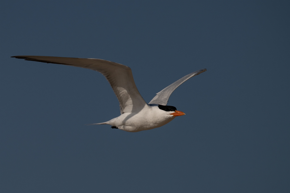 DPPhotography - Texas - Royal tern - U.jpg - Royal tern - Rollover Pass, Bolivar Peninsula, Texas