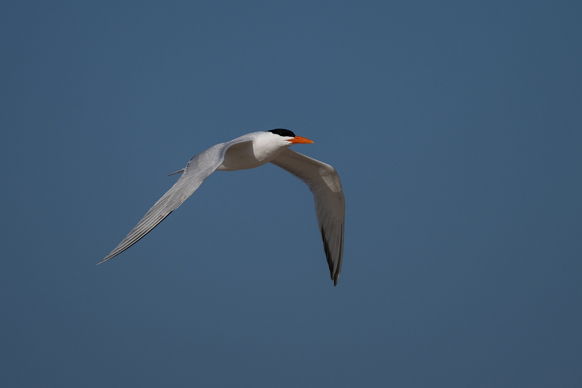 DPPhotography - Texas - Royal tern - X.jpg - Royal tern - Rollover Pass, Bolivar Peninsula, Texas