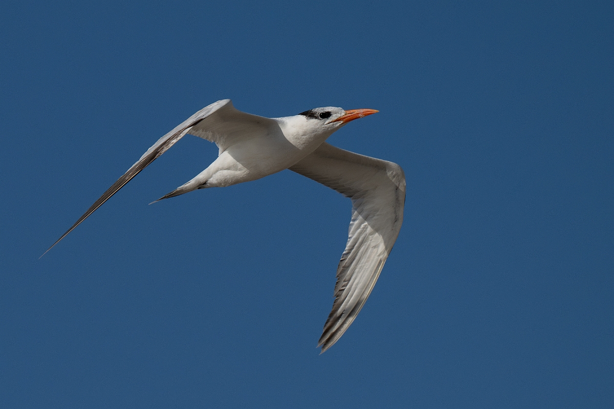 DPPhotography - Texas - Royal tern - Y.jpg - Royal tern - Rollover Pass, Bolivar Peninsula, Texas
