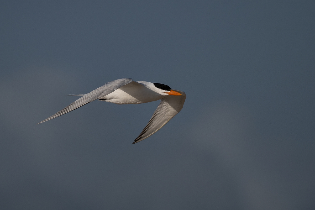 DPPhotography - Texas - Royal tern - Z.jpg - Royal tern - Rollover Pass, Bolivar Peninsula, Texas