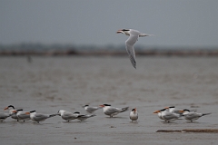 DPPhotography - Texas - Royal tern - A