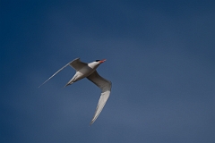 DPPhotography - Texas - Royal tern - AA