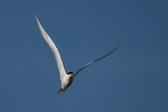 DPPhotography - Texas - Royal tern - AB
