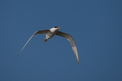DPPhotography - Texas - Royal tern - AC