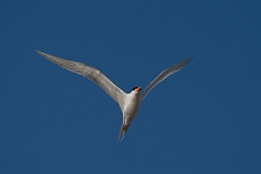 DPPhotography - Texas - Royal tern - AD
